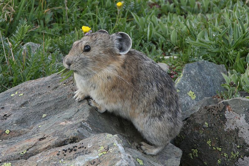 American Pika