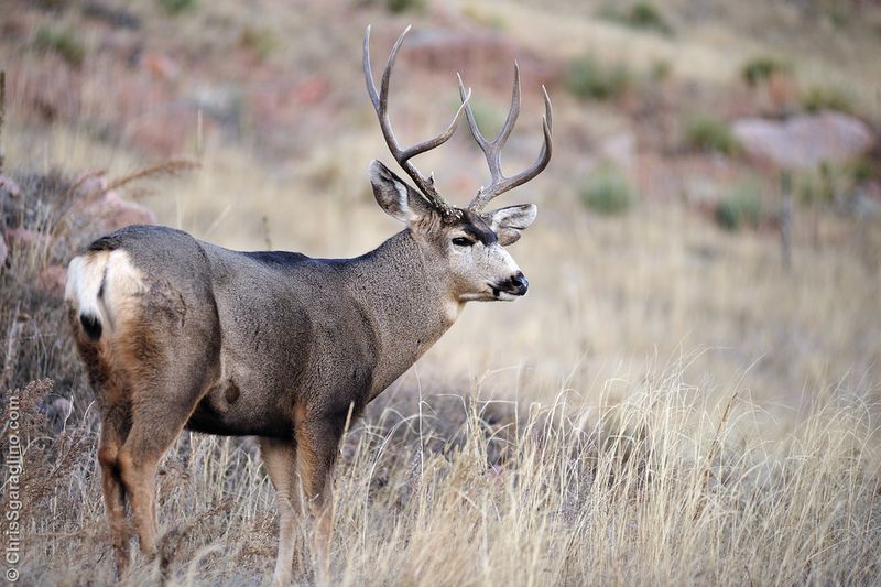 Mule Deer