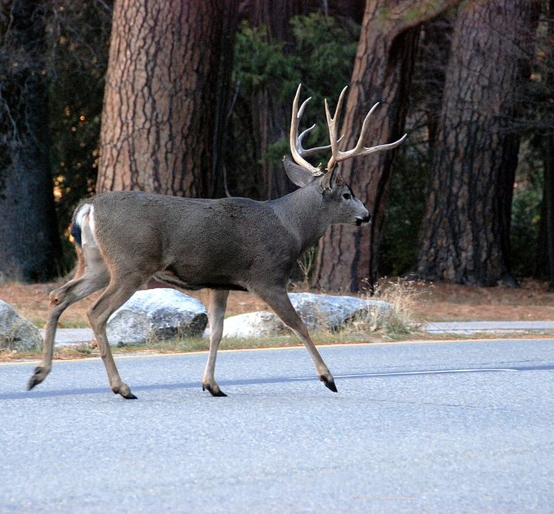 Mule Deer