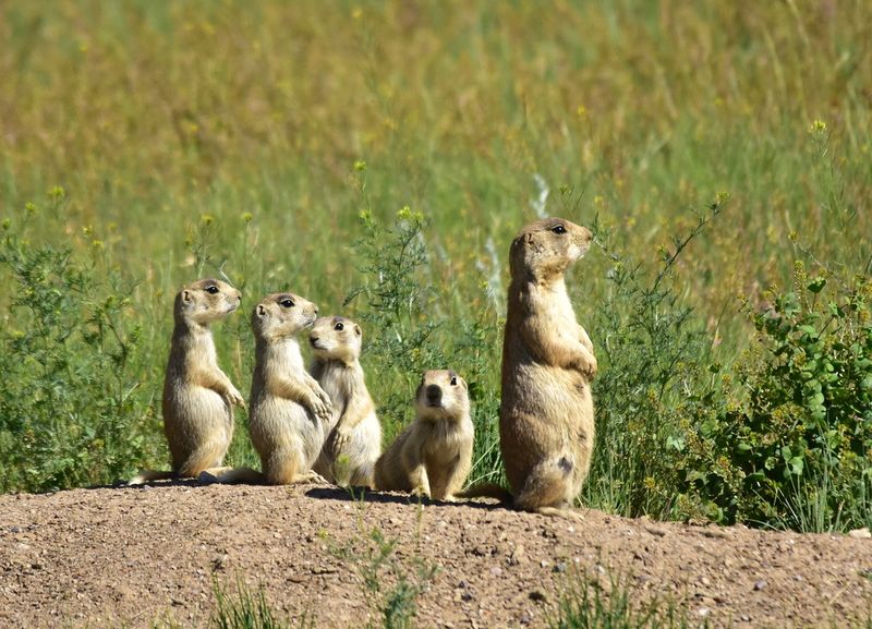White-Tailed Prairie Dog