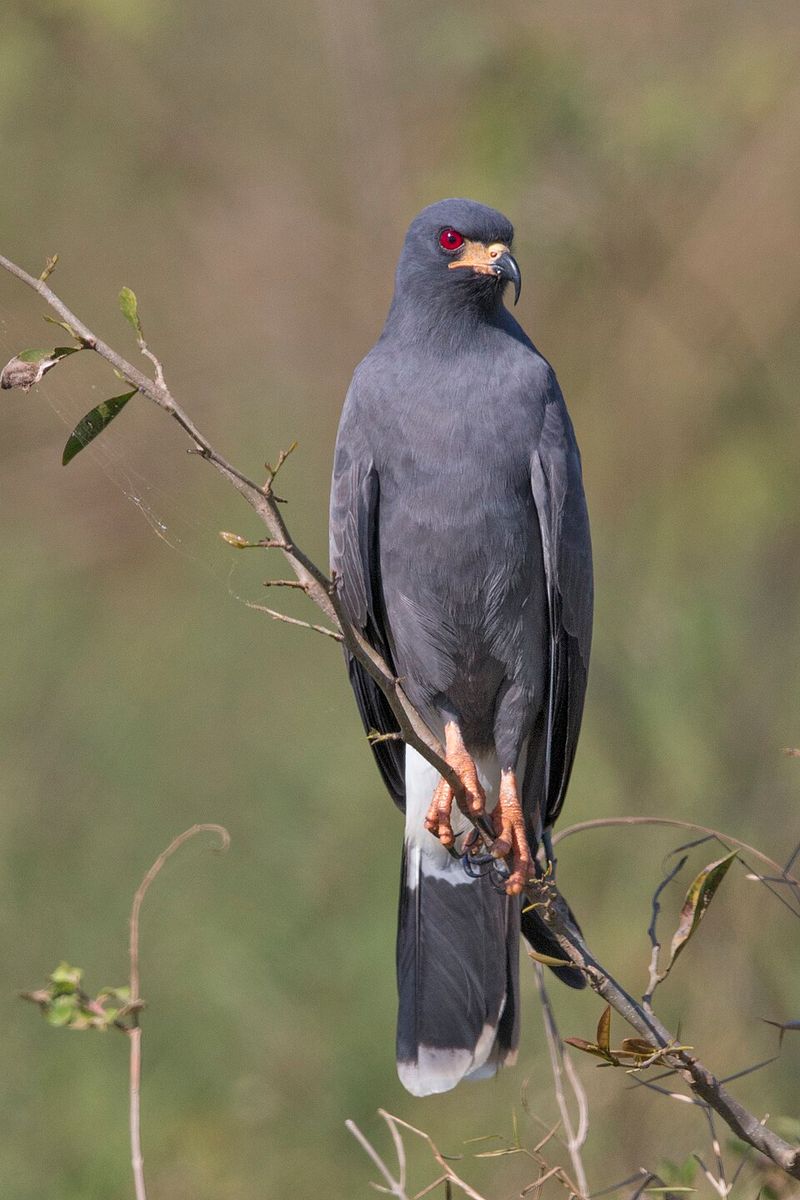 Everglade Snail Kite