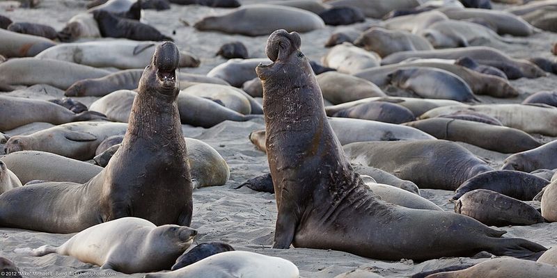 Northern Elephant Seal