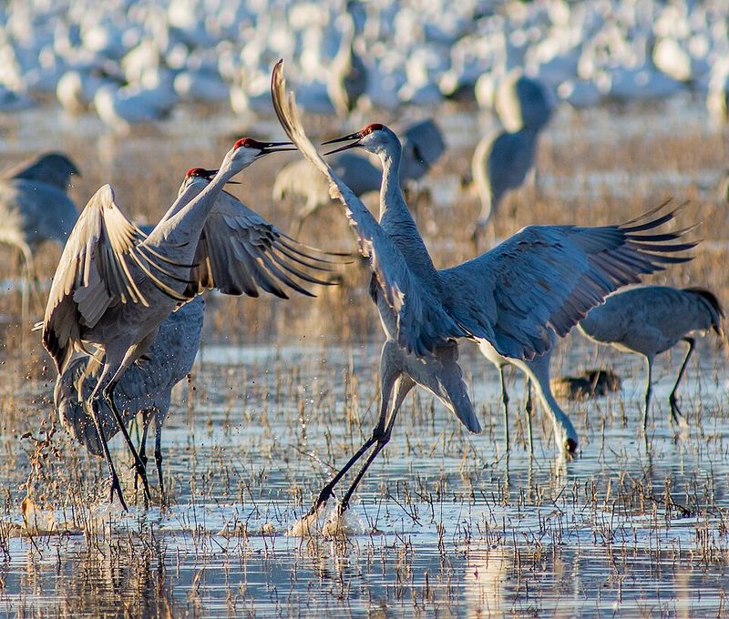 Sandhill Crane