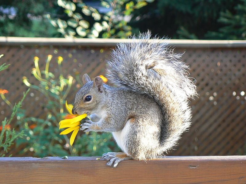 Eastern Gray Squirrel