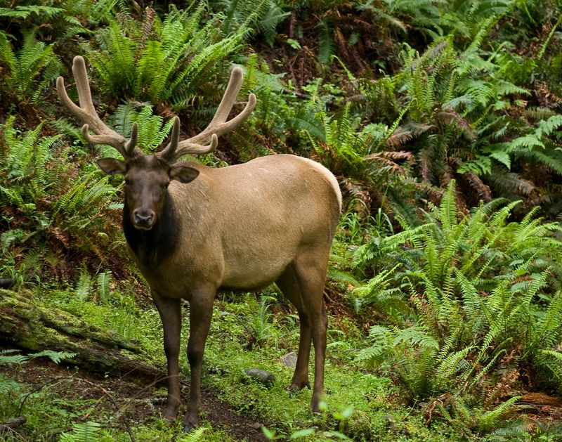 Roosevelt Elk