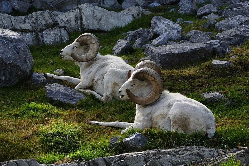 Dall Sheep