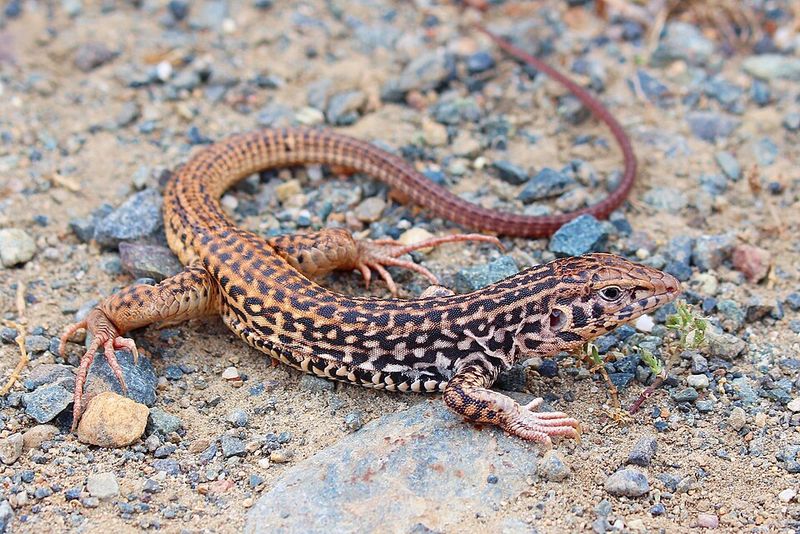 Western Whiptail