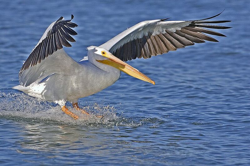 American White Pelican