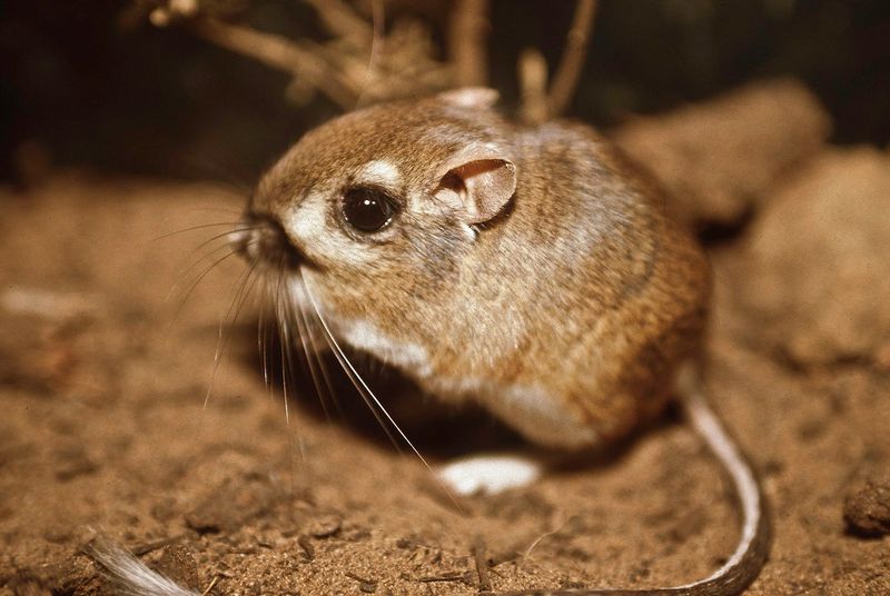 Kangaroo Rat