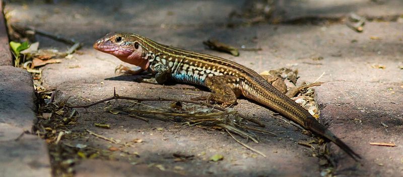 Texas Spotted Whiptail