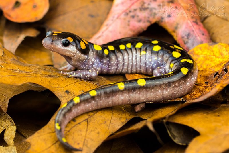 Spotted Salamander