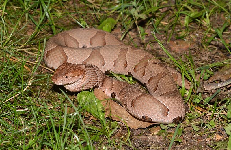 Copperhead Snake