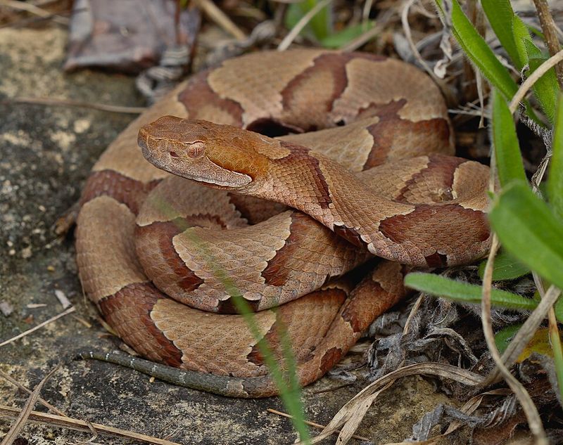 Eastern Copperhead