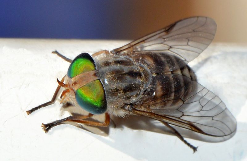 Horse Fly