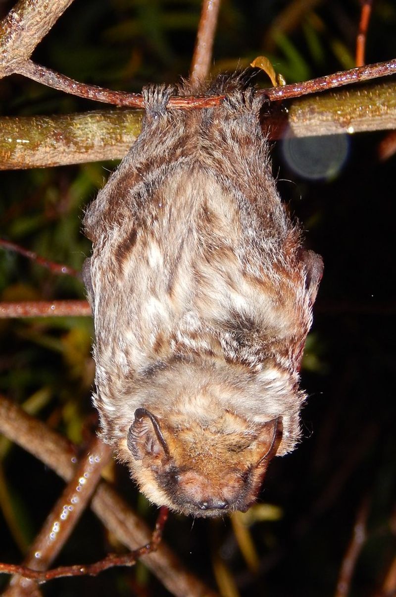 Hawaiian Hoary Bat