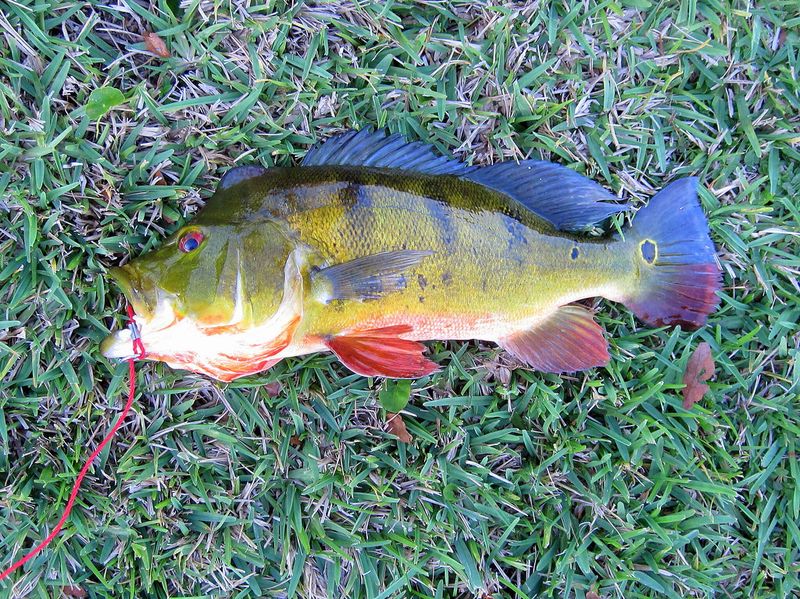 Butterfly Peacock Bass