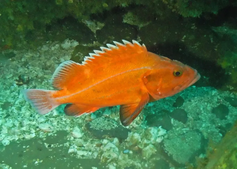 Yelloweye Rockfish