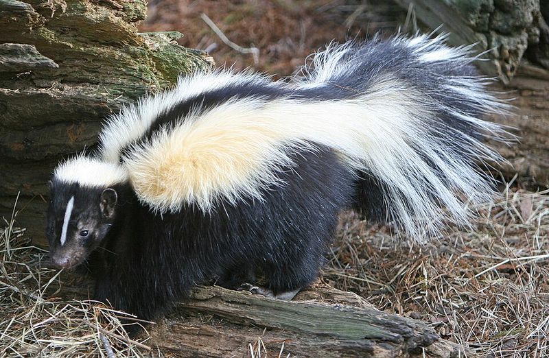 Skunk