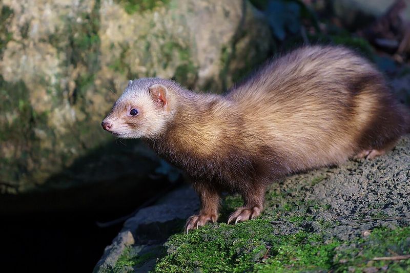Ferret