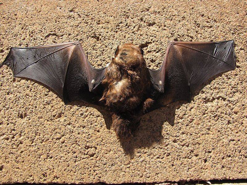 Hawaiian Hoary Bat