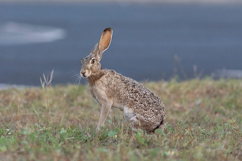 Black-tailed Jackrabbit