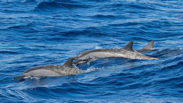 Hawaii Is Home To These 11 Extraordinary Species