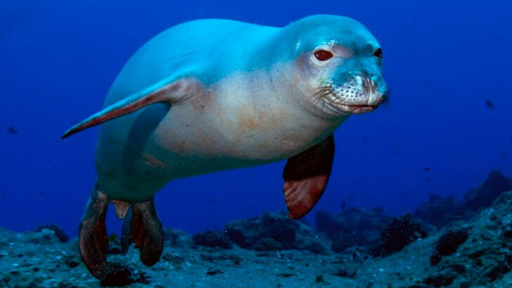 Hawaii Is Home To These 11 Extraordinary Species