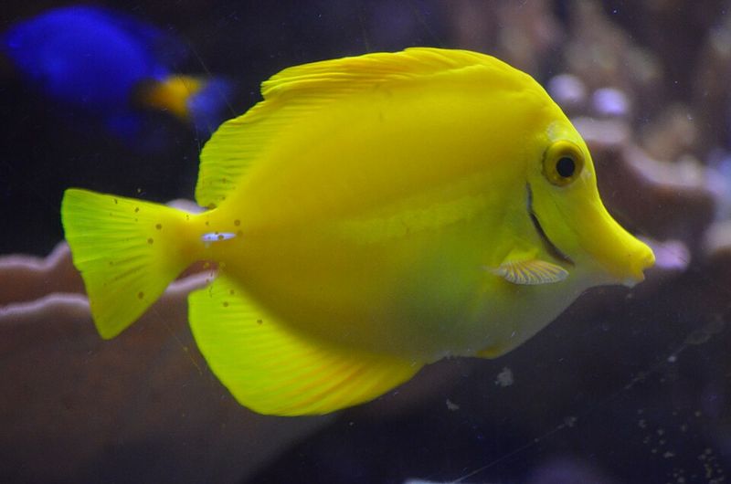 Yellow Tang