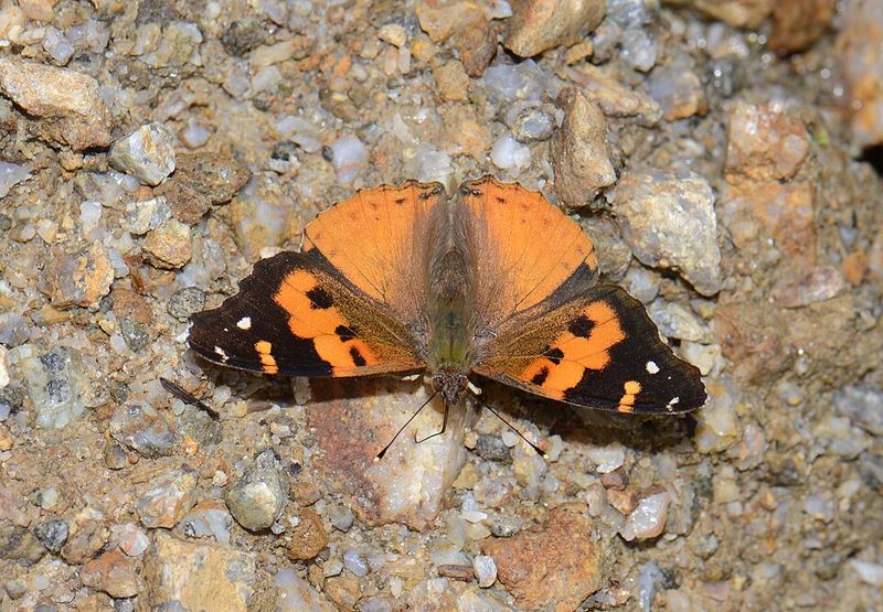 Kamehameha Butterfly