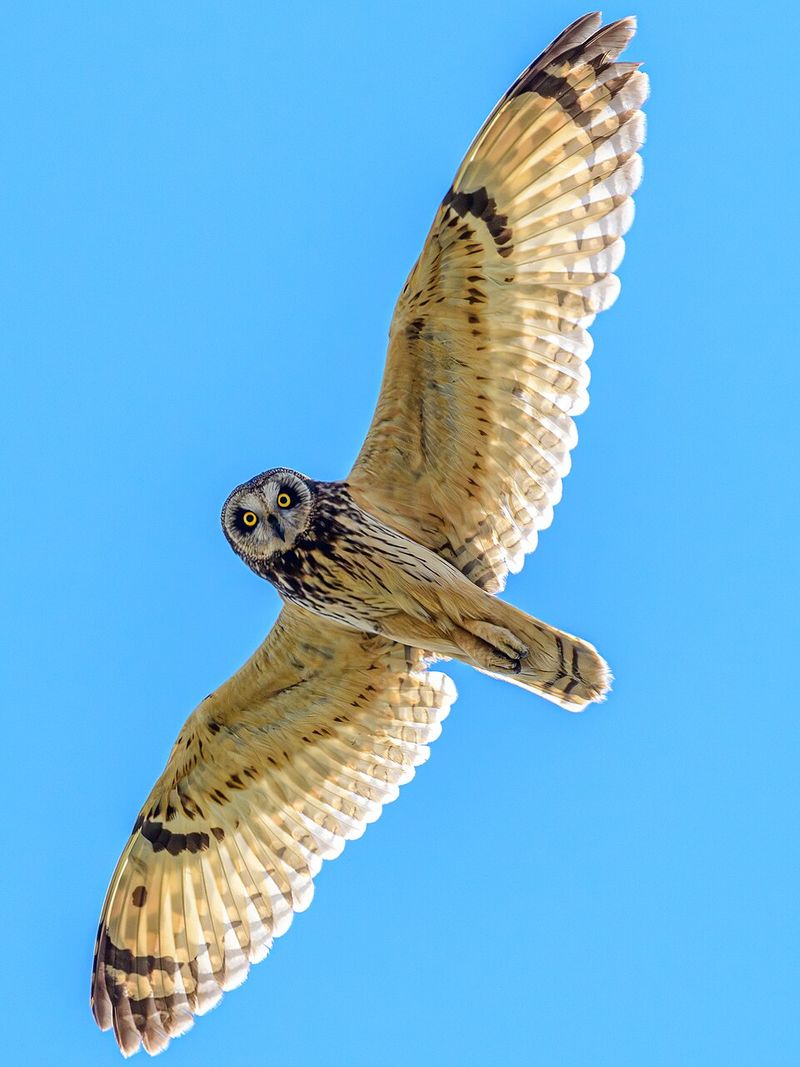 Hawaiian Short-Eared Owl