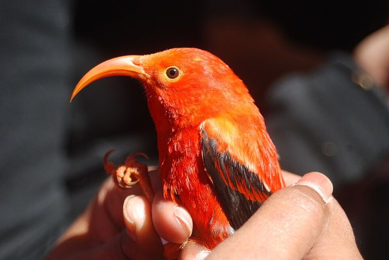 ʻIʻiwi
