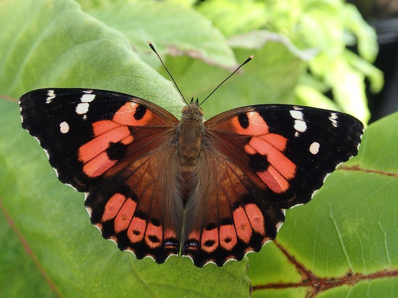 Kamehameha Butterfly