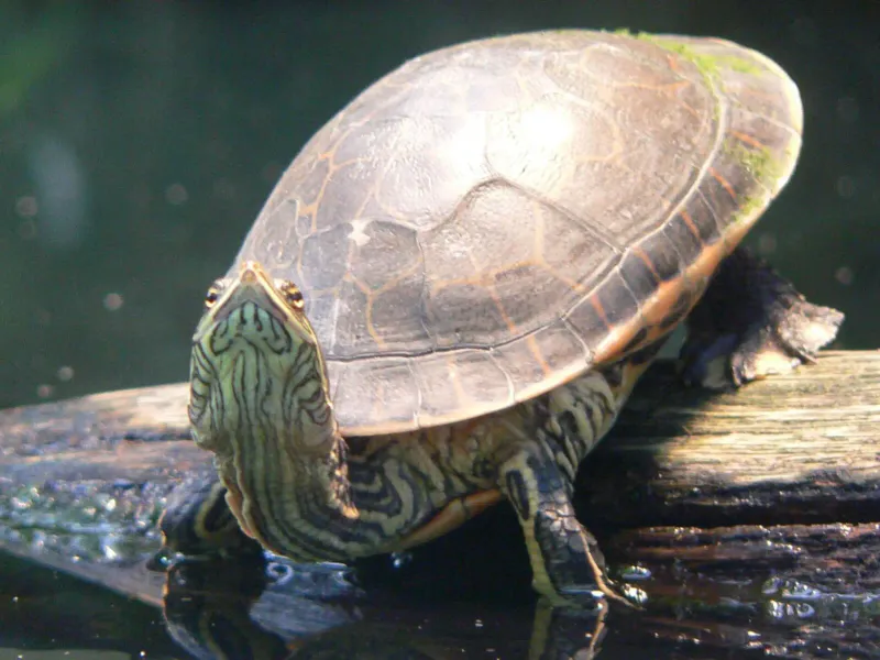 Chicken Turtle