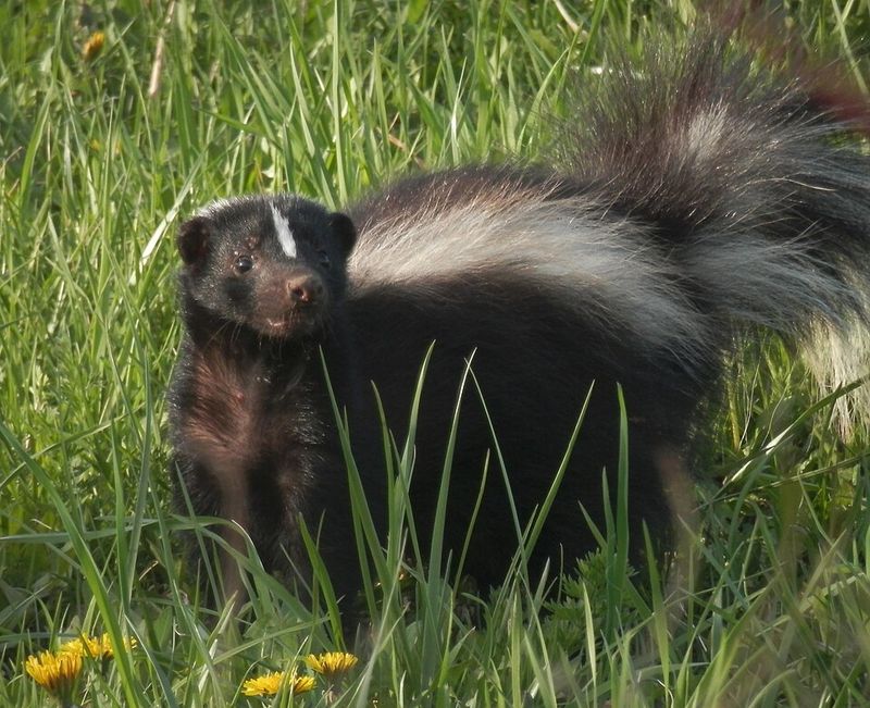 Eastern Spotted Skunk