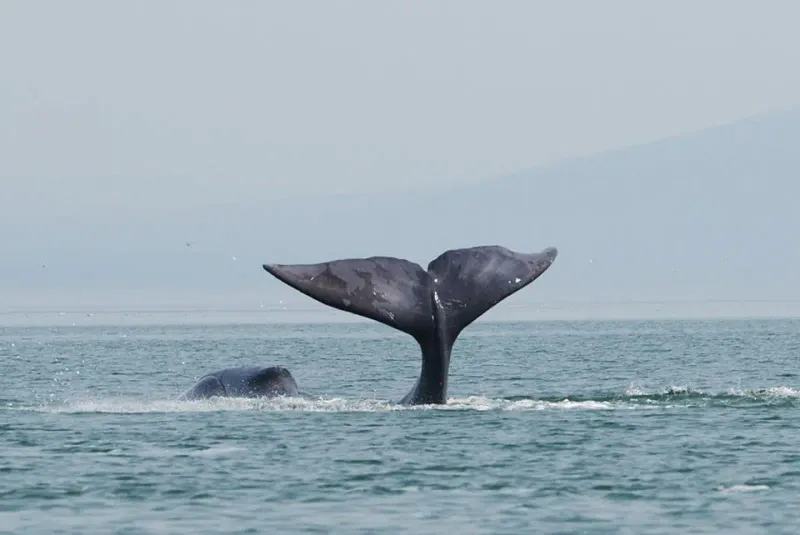 Bowhead Whale