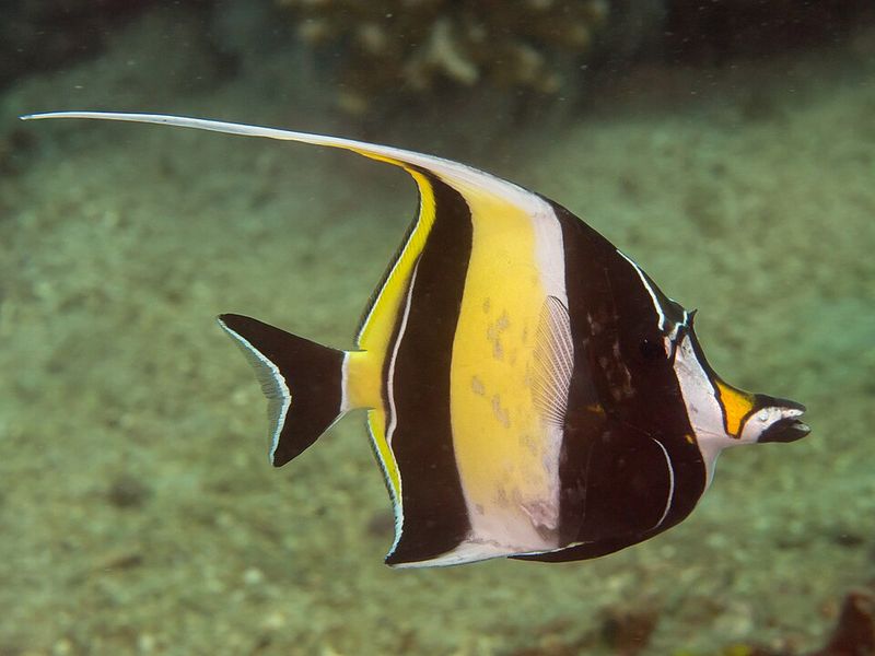 Moorish Idol