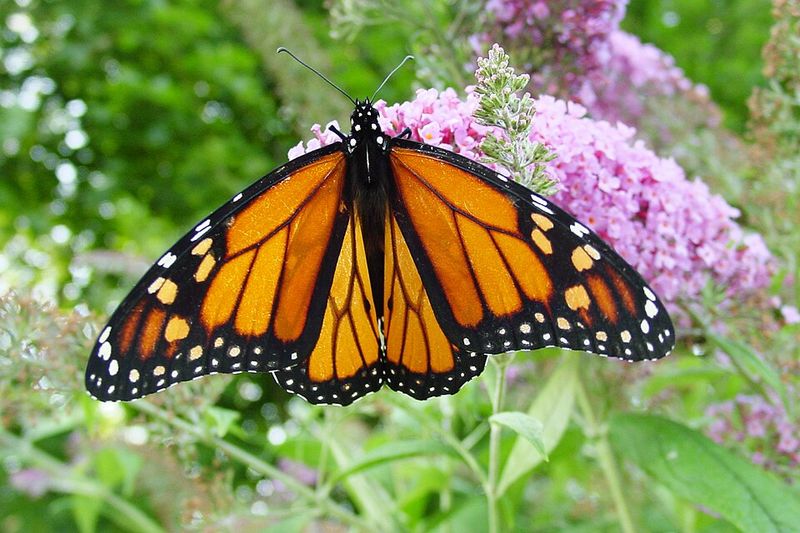 Monarch Butterfly