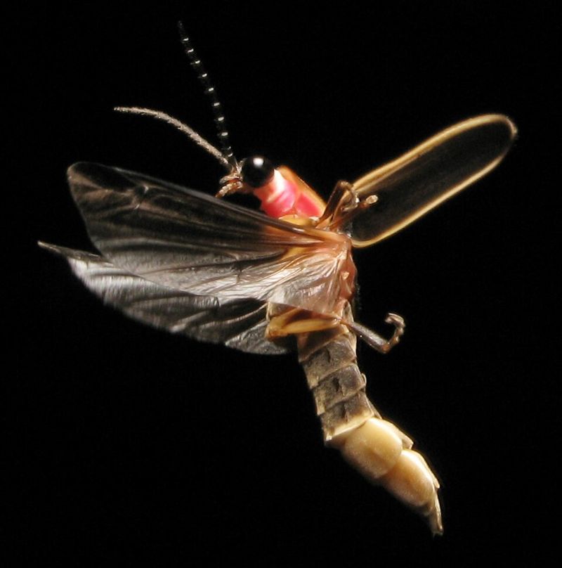Firefly
