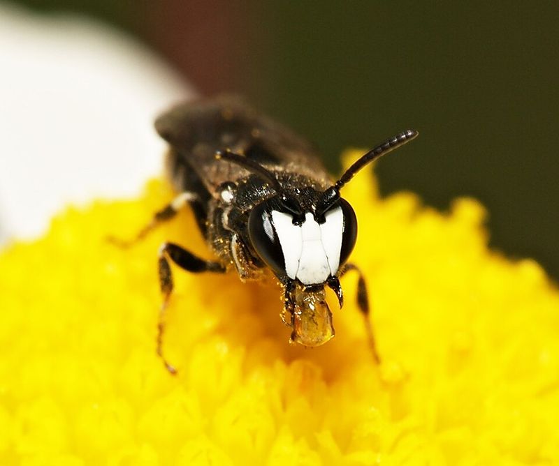 Hawaiian Yellow-Faced Bee