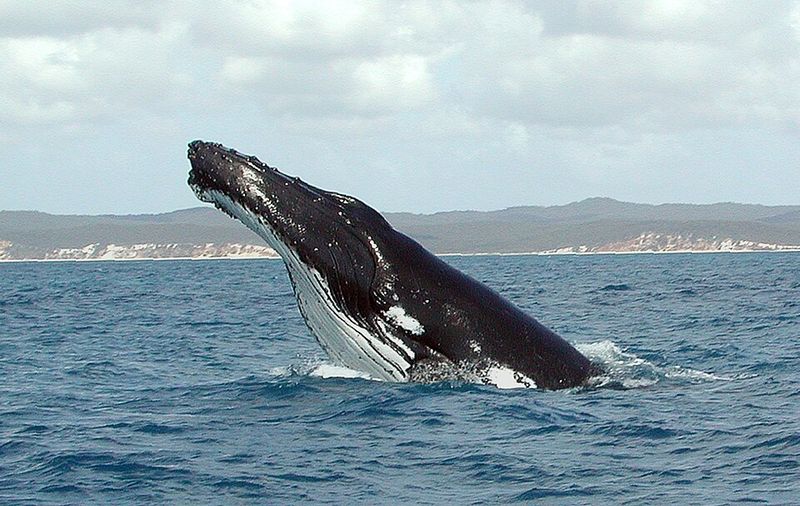 Humpback Whale