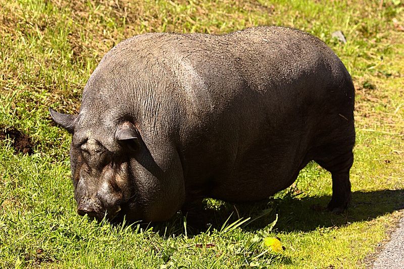 Pot-bellied Pig