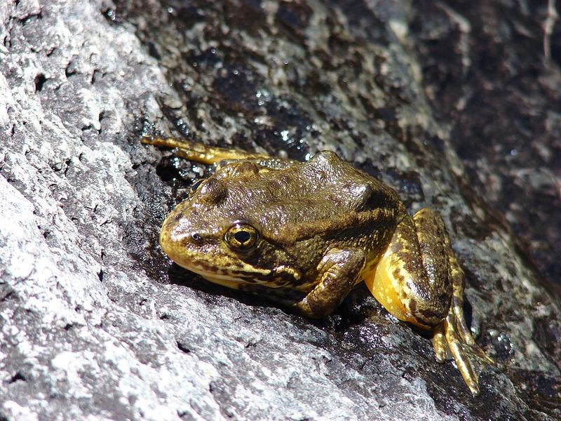 Mountain Yellow-Legged Frog