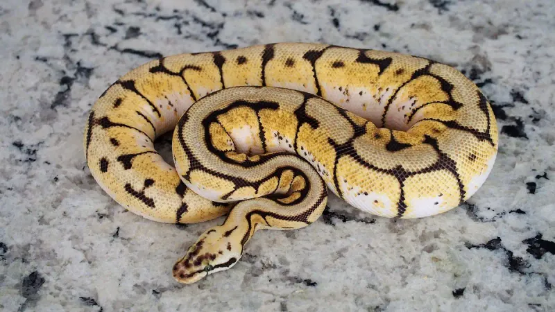 Ball Python