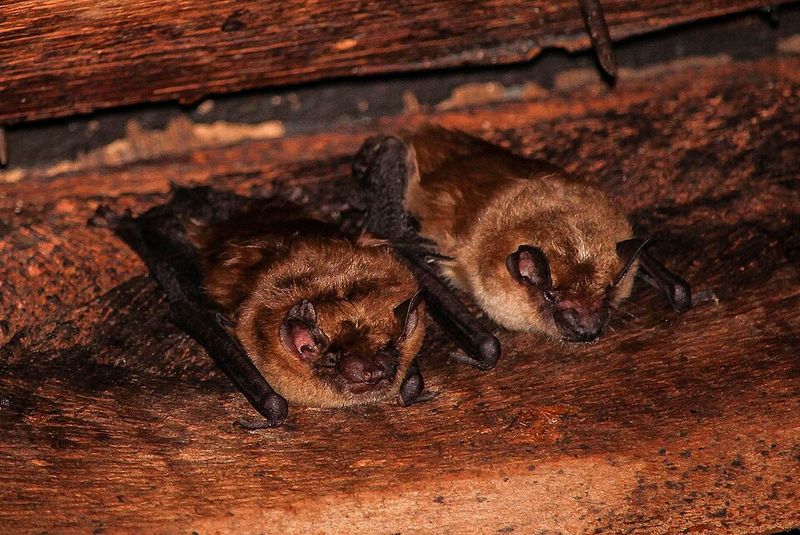 Big Brown Bat