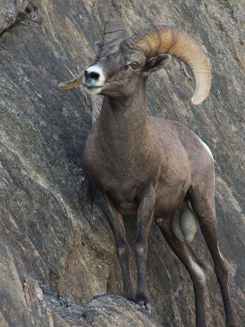 Bighorn Sheep