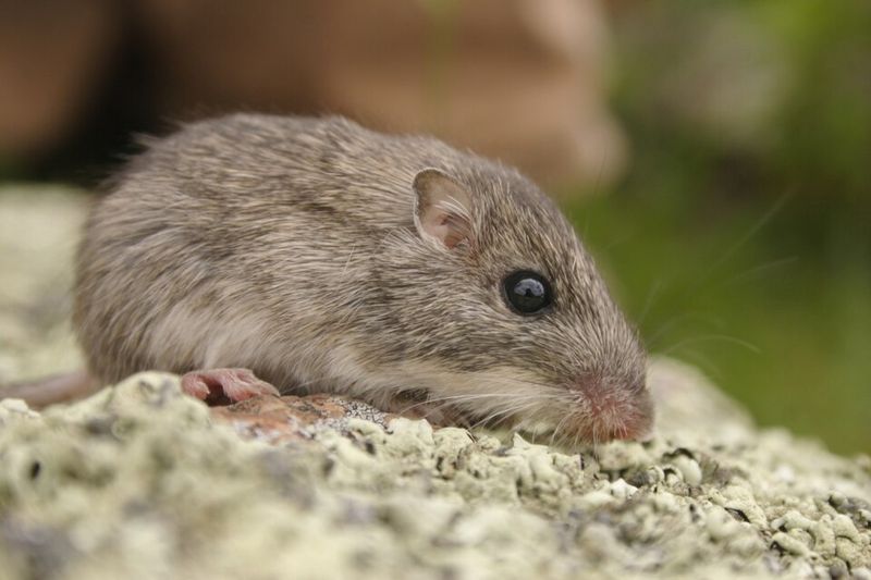 Desert Pocket Mouse