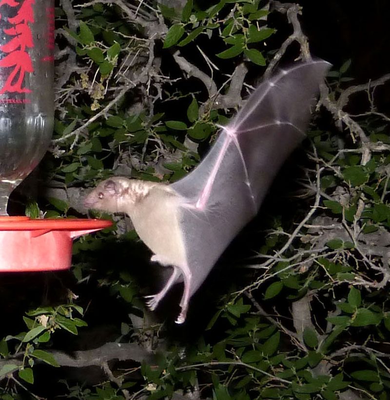 Lesser Long-Nosed Bat