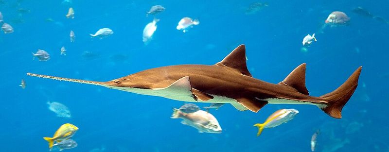 Smalltooth Sawfish