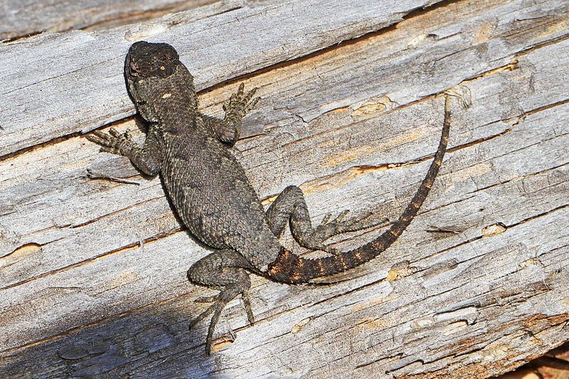 Eastern Fence Lizard