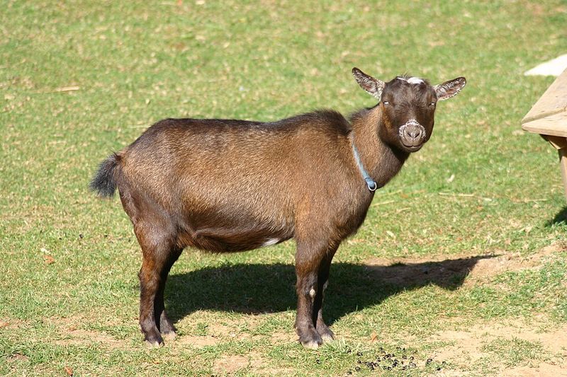 Nigerian Dwarf Goat